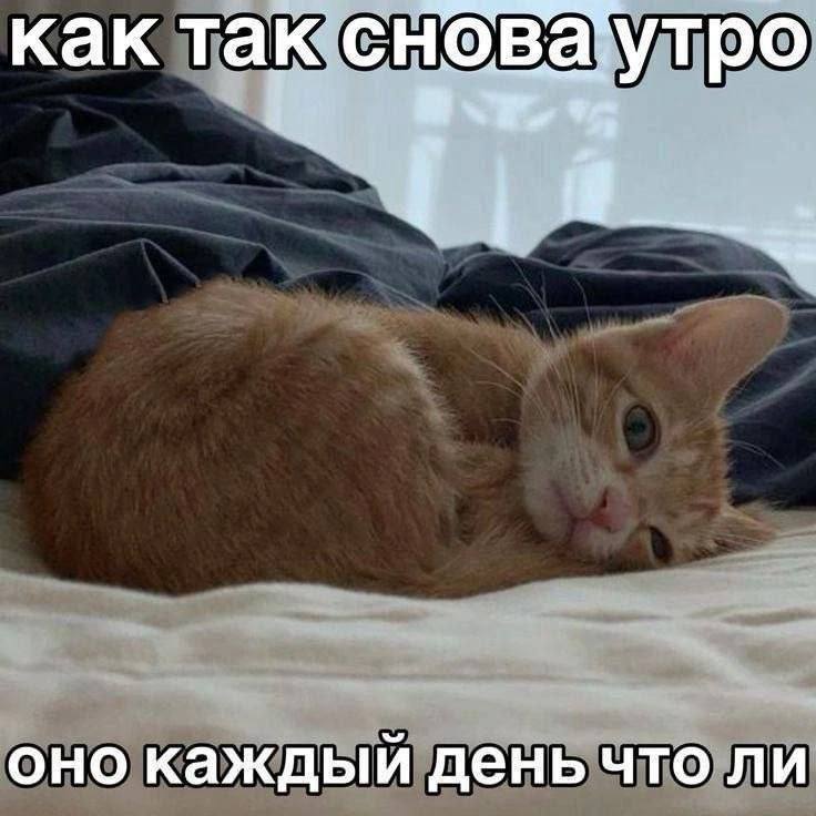 Как так снова утро, оно каждый день чтоли?