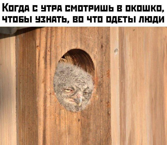 Когда с утра смотришь в окошко, чтобы узнать, во что одеты люди