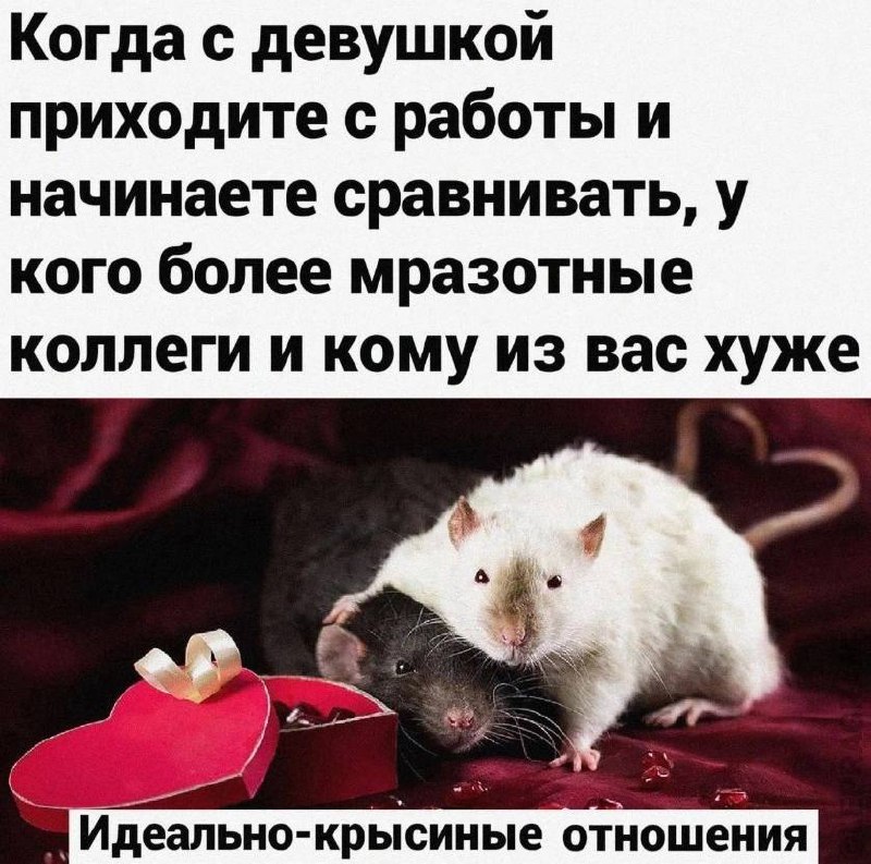 Когда с девушкой приходите с работы и начинаете сравнивать, у кого более мразотные коллеги и кому из вас хуже: идеально-крысиные отношения
